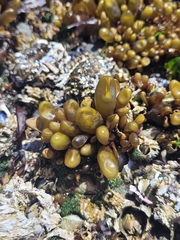 Halosaccion glandiforme