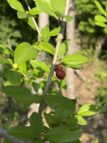 Ilex decidua