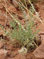Astragalus desperatus