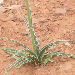 Frasera albomarginata