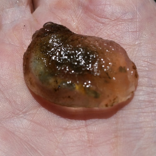 Aglaja ocelligera