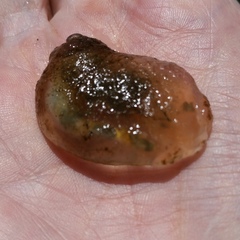 Aglaja ocelligera