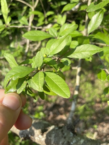 Ilex decidua