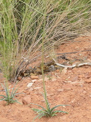 Frasera albomarginata