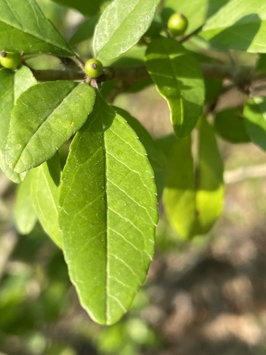 Ilex decidua