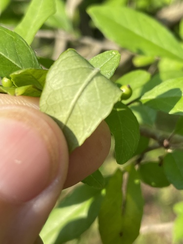 Ilex decidua