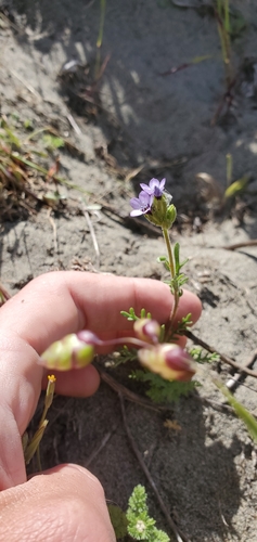 Image of Gilia millefoliata by (c) Asher Budnik, some rights reserved (CC BY)
