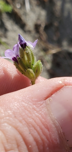 Image of Gilia millefoliata by (c) Asher Budnik, some rights reserved (CC BY)