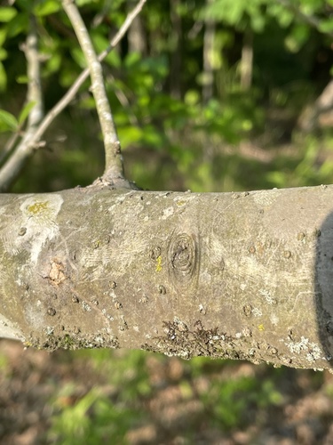Ilex decidua