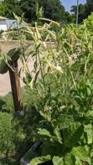 Nicotiana repanda