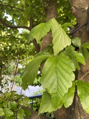 Parrotia