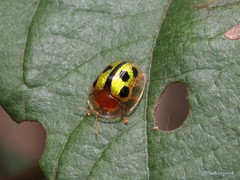 Chiridopsis bowringii