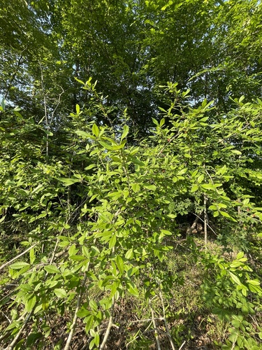 Ilex decidua