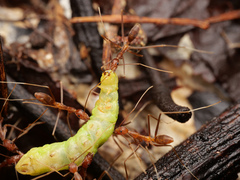 Leptomyrmex puberulus