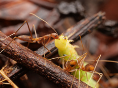 Leptomyrmex puberulus