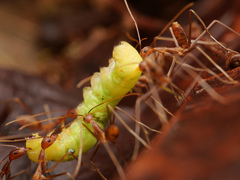 Leptomyrmex puberulus