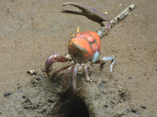 Ucides occidentalis