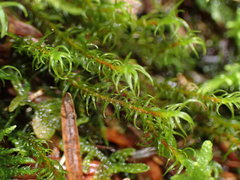 Racomitrium lawtonae