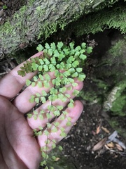 Adiantum concinnum image