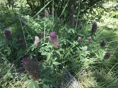 Trifolium rubens