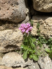 Centranthus macrosiphon