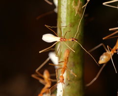 Leptomyrmex puberulus