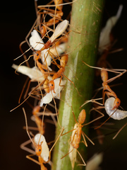Leptomyrmex puberulus