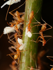 Leptomyrmex puberulus