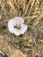 Calochortus splendens