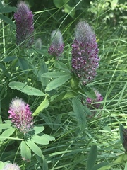 Trifolium rubens