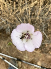 Calochortus splendens
