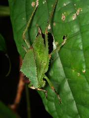 Phyllophorinae