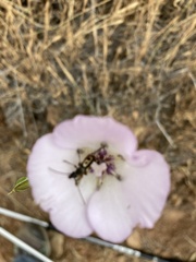 Calochortus splendens