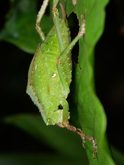 Phyllophorinae