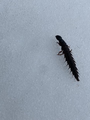 Dysmicohermes disjunctus