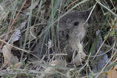 Thomomys bottae centralis