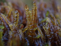 Hygrohypnum bestii