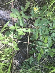 Peucedanum oreoselinum