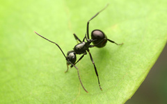 Polyrhachis mucronata