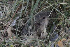 Thomomys bottae centralis