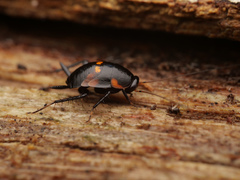 Allacta bipunctata