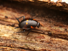 Allacta bipunctata