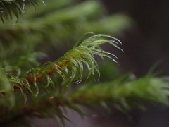 Racomitrium lawtonae