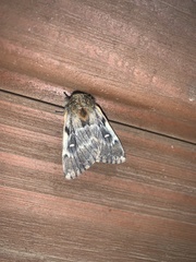 Ormiscodes nigrosignata