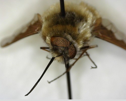 iNaturalist observation photo of Greater Bee Fly
