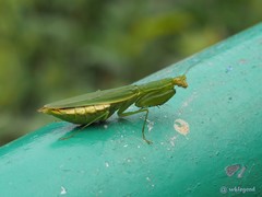 Odontomantis sinensis