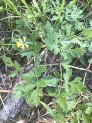 Peucedanum oreoselinum
