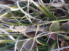 Carex
