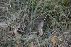 Thomomys bottae centralis