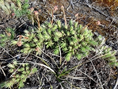 Saxifraga bronchialis